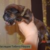 Щенки от пары Ерик х Конфета